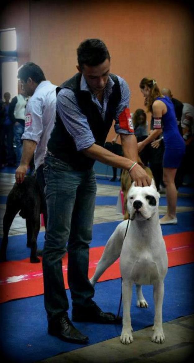 Dog Argentinean cu calitate de SHOW - Pret | Preturi Dog Argentinean cu calitate de SHOW