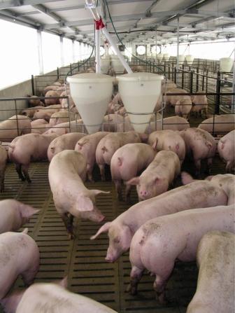 porci rasa viu sau carcasa parlita - Pret | Preturi porci rasa viu sau carcasa parlita