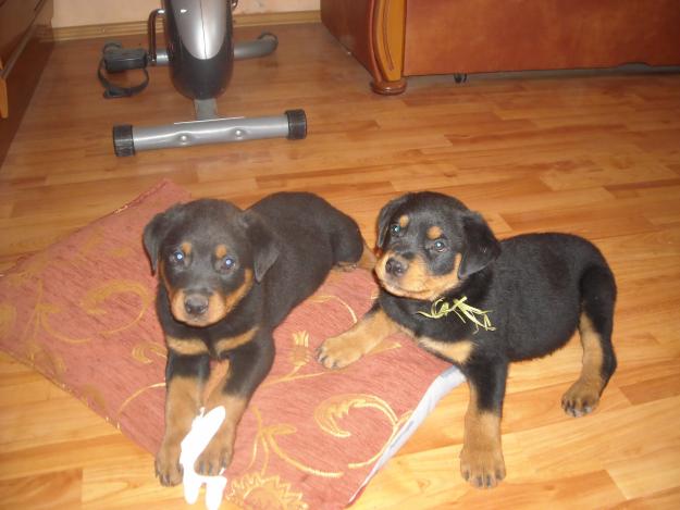 Pui rottweiler - Pret | Preturi Pui rottweiler