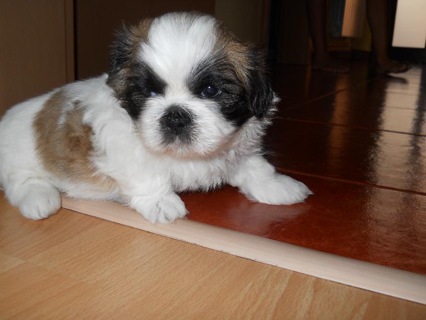 Shih tzu-catei - Pret | Preturi Shih tzu-catei