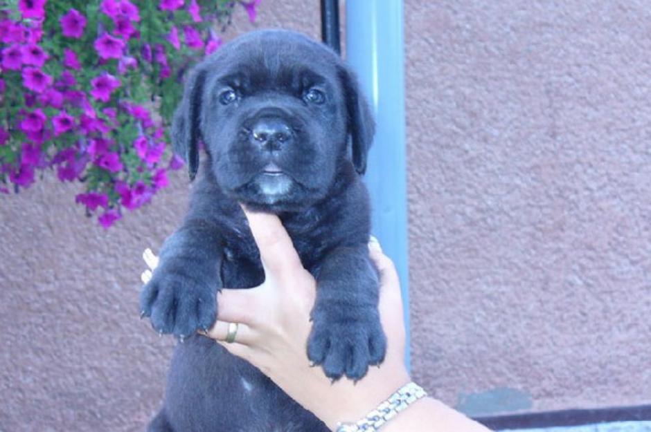 Oferta speciala Cane Corso - Pret | Preturi Oferta speciala Cane Corso