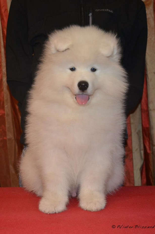 Mascul samoyed disponibil - Pret | Preturi Mascul samoyed disponibil