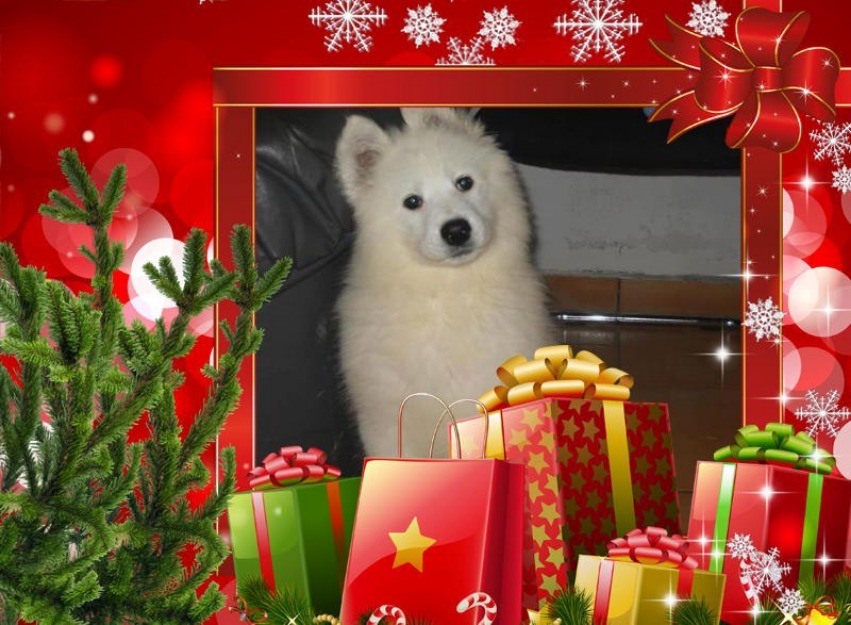 Catei samoyed - Pret | Preturi Catei samoyed