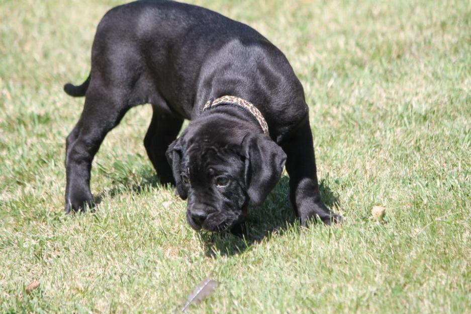 Pui cane corso de 10 saptamani din parinti cu pedigree - Pret | Preturi Pui cane corso de 10 saptamani din parinti cu pedigree