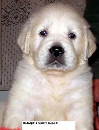 Pui Golden Retriever superbi - Pret | Preturi Pui Golden Retriever superbi