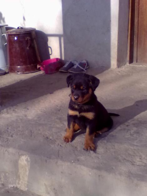 SUPER OFERTA-PUI DE ROTTWEILER - Pret | Preturi SUPER OFERTA-PUI DE ROTTWEILER