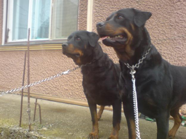 Vand 2 femele de rotweiler - Pret | Preturi Vand 2 femele de rotweiler