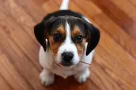 Beagle de vanzare [bicolori si tricolori] - Pret | Preturi Beagle de vanzare [bicolori si tricolori]