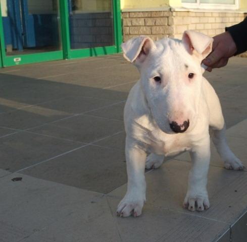 Vindem BullTerrier - standard si pitic - Pret | Preturi Vindem BullTerrier - standard si pitic