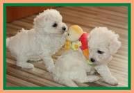 Canis pitic westy si bichon maltez - Pret | Preturi Canis pitic westy si bichon maltez