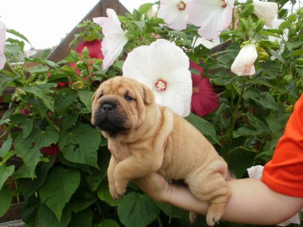 Shar-Pei de vanzare disponibili de Craciun - Pret | Preturi Shar-Pei de vanzare disponibili de Craciun