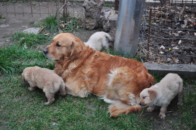 pui golden retriever de vanzare - Pret | Preturi pui golden retriever de vanzare