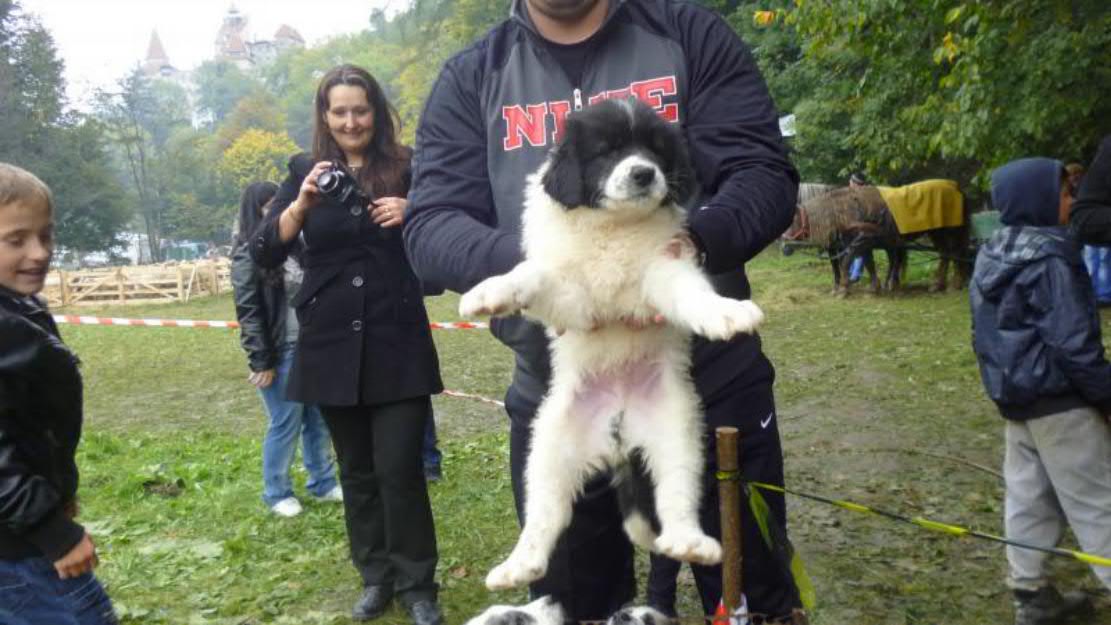 vand pui ciobanesc de bucovina cu pedigree - Pret | Preturi vand pui ciobanesc de bucovina cu pedigree