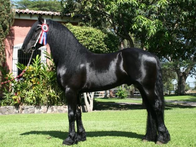 HORSE AWESOME Friesian DE VANZARE - Pret | Preturi HORSE AWESOME Friesian DE VANZARE