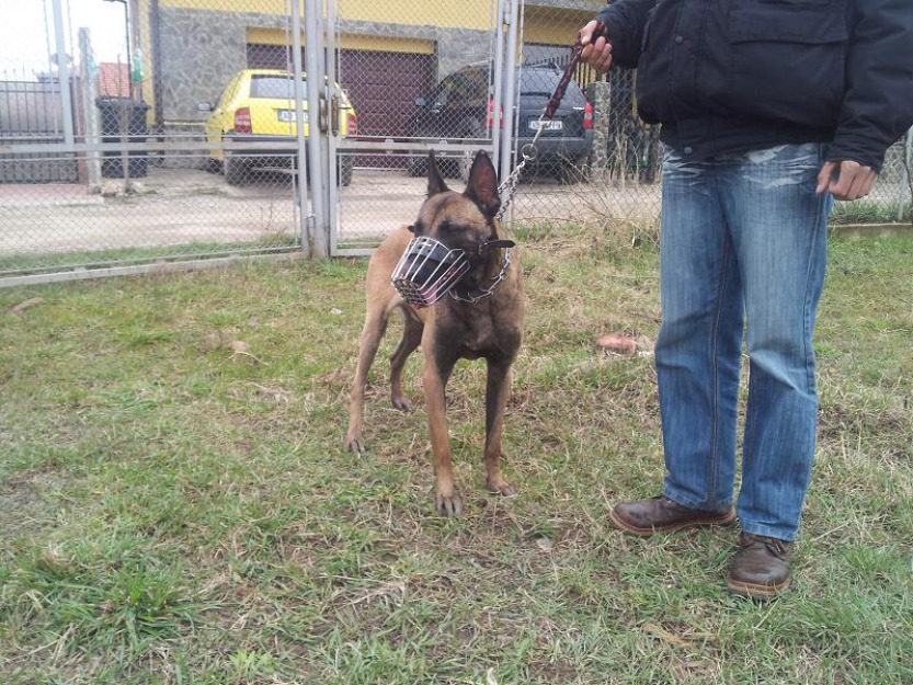 malinois cu pedigree pt monta - Pret | Preturi malinois cu pedigree pt monta