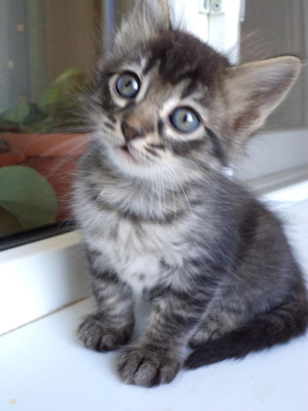 Pisica whiskas de vanzare ~ Vand pui pisica Norvegiana de Padure - Pret | Preturi Pisica whiskas de vanzare ~ Vand pui pisica Norvegiana de Padure