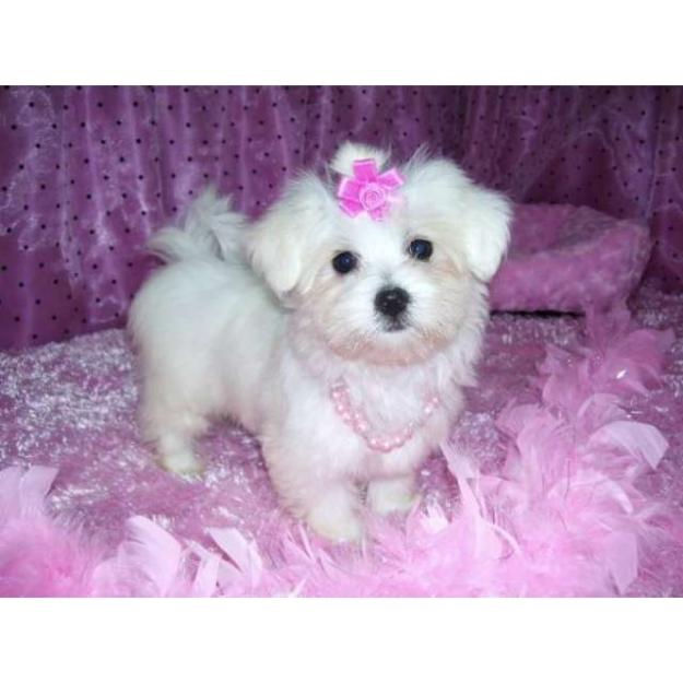 vand bichon maltese - Pret | Preturi vand bichon maltese