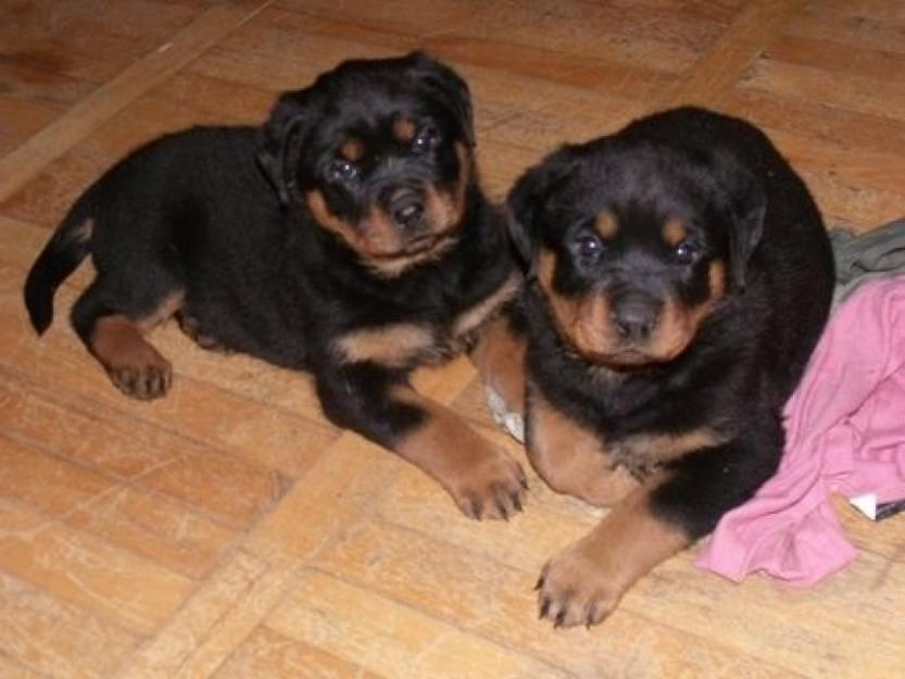 vand catei rottweilier - Pret | Preturi vand catei rottweilier