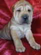 vand catelusi shar-pei - Pret | Preturi vand catelusi shar-pei