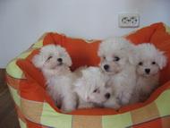 Bichon Maltese si Frisee - Pret | Preturi Bichon Maltese si Frisee