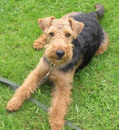 Vand catei Welsh Terrier - Pret | Preturi Vand catei Welsh Terrier