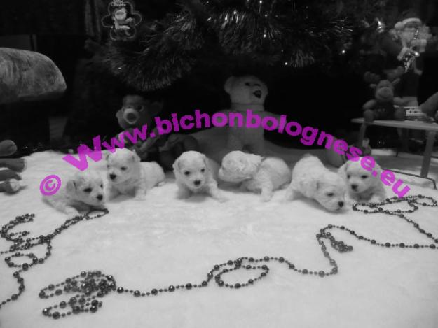 Bichon Bolognese pui cu pedigree - Pret | Preturi Bichon Bolognese pui cu pedigree