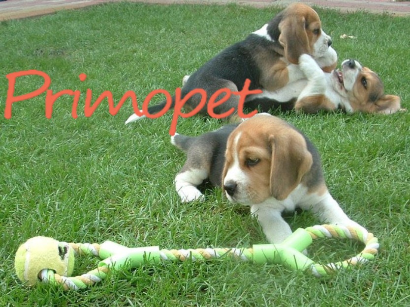 Beagle de Vanzare - Pret | Preturi Beagle de Vanzare