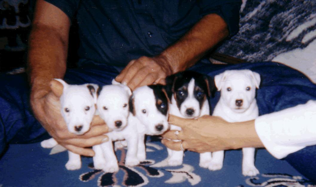 Jack Russell Terrier de vanzare - Pret | Preturi Jack Russell Terrier de vanzare