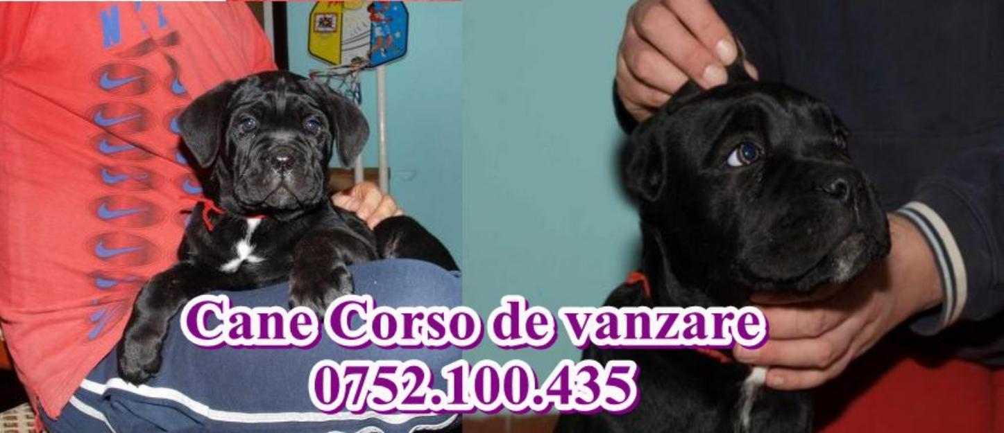 Catei superbi Cane Corso de vanzare - Pret | Preturi Catei superbi Cane Corso de vanzare