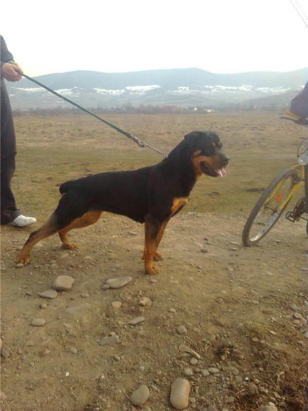 Pui Rottweiler - Pret | Preturi Pui Rottweiler