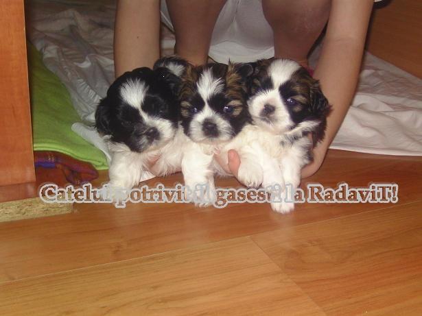 De vanzare Shih Tzu - Pret | Preturi De vanzare Shih Tzu