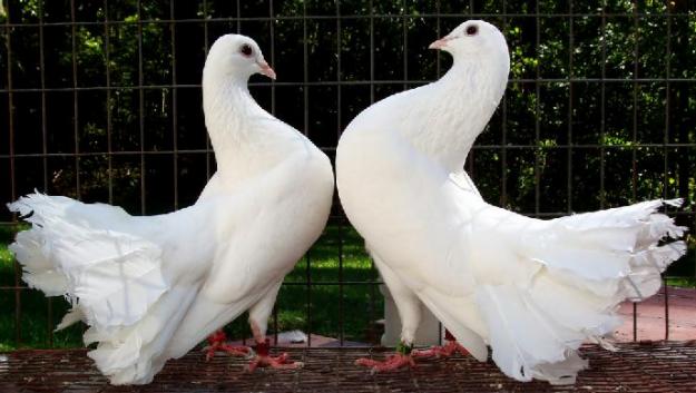 Inchirieri porumbei albi pentru nunti !!! - Pret | Preturi Inchirieri porumbei albi pentru nunti !!!