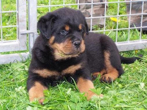 Rottweiler Deosebiti - Pret | Preturi Rottweiler Deosebiti