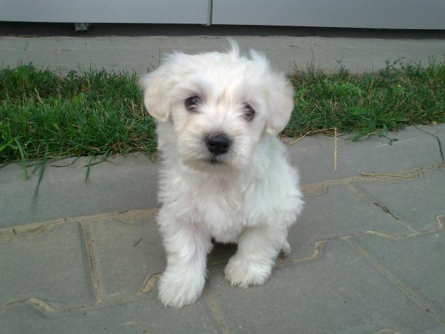 VAND Bichon Maltez 500 lei - Pret | Preturi VAND Bichon Maltez 500 lei