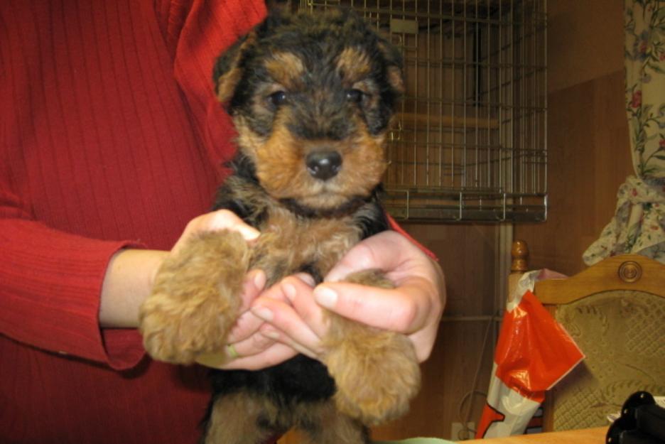 Welsh Terrier de vanzare - Pret | Preturi Welsh Terrier de vanzare