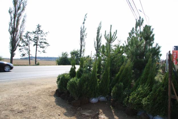 Vand plante- tuia, brazi arginti, buxus - Pret | Preturi Vand plante- tuia, brazi arginti, buxus