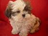 vand catelusi shihtzu - Pret | Preturi vand catelusi shihtzu