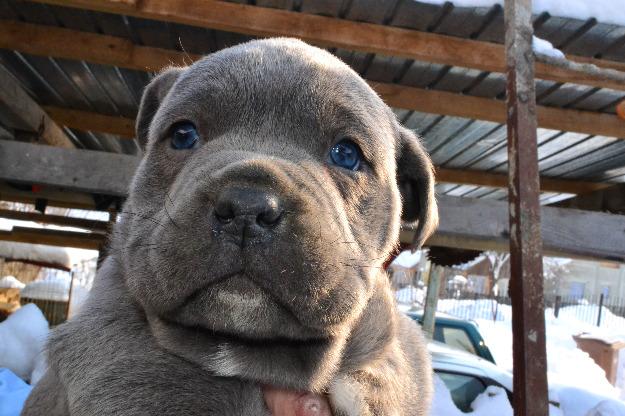 vand pui cane corso - Pret | Preturi vand pui cane corso