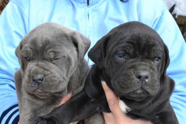 vand pui cane corso - Pret | Preturi vand pui cane corso