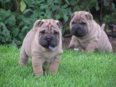 vand shar pei - Pret | Preturi vand shar pei