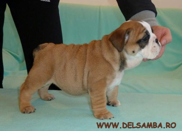 de vanzare pui de BULLDOG ENGLEZ CU PEDIGREE - Pret | Preturi de vanzare pui de BULLDOG ENGLEZ CU PEDIGREE