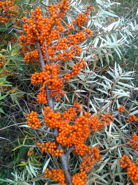 Vand catina din flora spontana - Pret | Preturi Vand catina din flora spontana