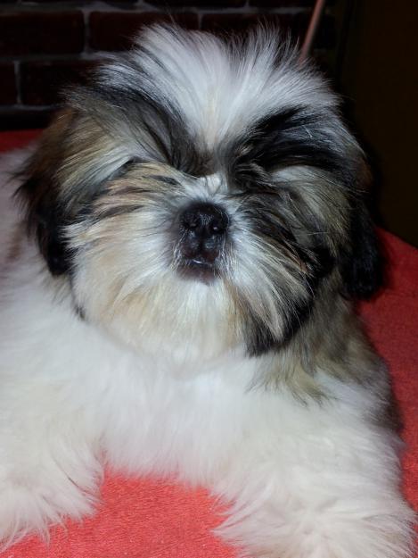 Vand SHIH-TZU REAL ! - Pret | Preturi Vand SHIH-TZU REAL !