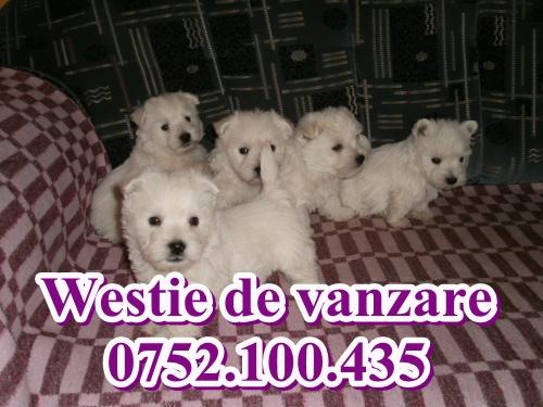 Westie de vanzare-0752.100.435 - Pret | Preturi Westie de vanzare-0752.100.435