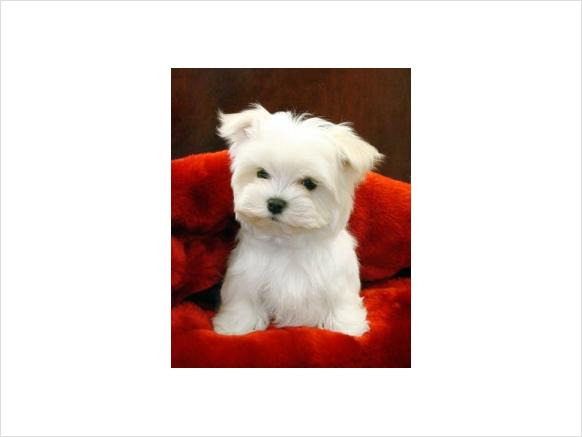 affectionate­ maltese puppies - Pret | Preturi affectionate­ maltese puppies