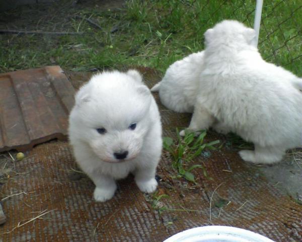 vand catei samoyede - Pret | Preturi vand catei samoyede