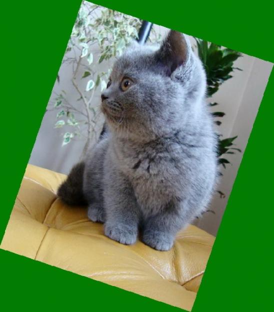 vanzare pisicute British Shorthair (Blue, Silver Tabby, Cream) - Pret | Preturi vanzare pisicute British Shorthair (Blue, Silver Tabby, Cream)