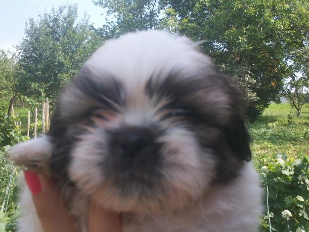 vand shih tzu - Pret | Preturi vand shih tzu