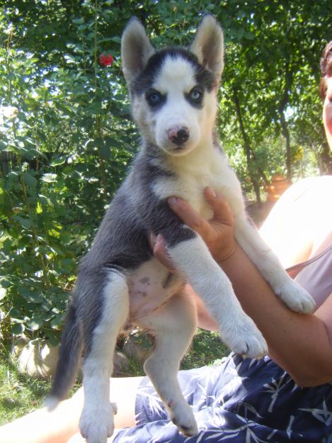 vand 6 catelusi Husky Siberieni - Pret | Preturi vand 6 catelusi Husky Siberieni