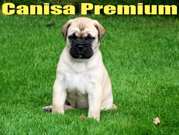 Pui Bullmastiff de vanzare - Canisa Premium - Pret | Preturi Pui Bullmastiff de vanzare - Canisa Premium